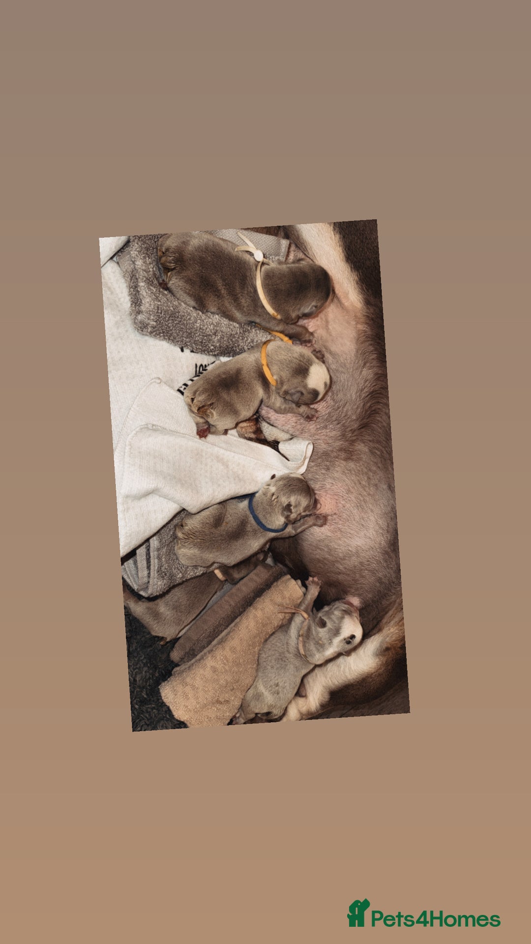 English Bulldog dogs for stud: Vincent aka vinny  - Advert 8