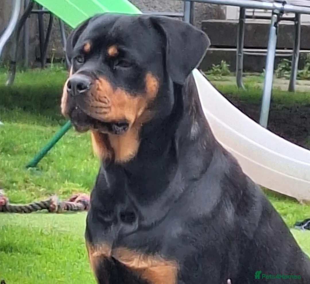 Rottweiler dogs for sale: 🩷BIG VIN GIRLS AVAILABLE🩷 - Advert 16