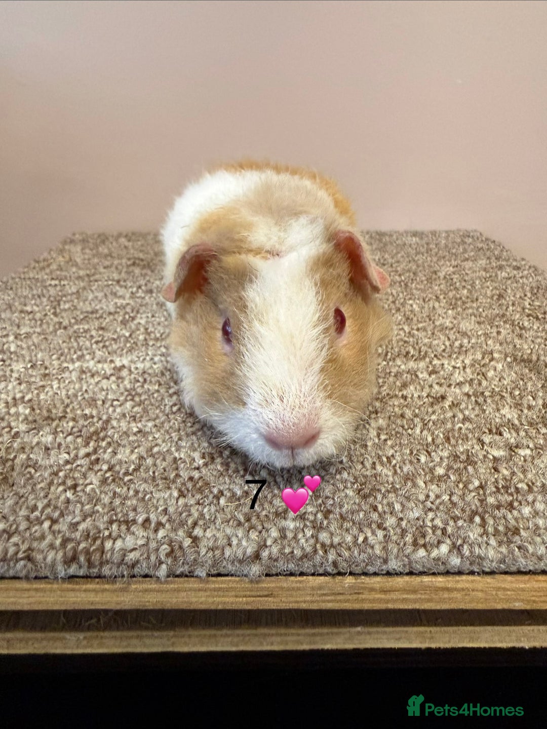 Guinea Pig rodents for sale: Rex & Teddy Sow Guinea Pigs - Advert 14