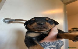 Rottweiler dogs for sale: 2x boys and 6x girls Rottweiler pups  - Image 23