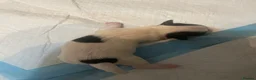 Malshi dogs for sale: Malshi puppies for sale - Advert 9