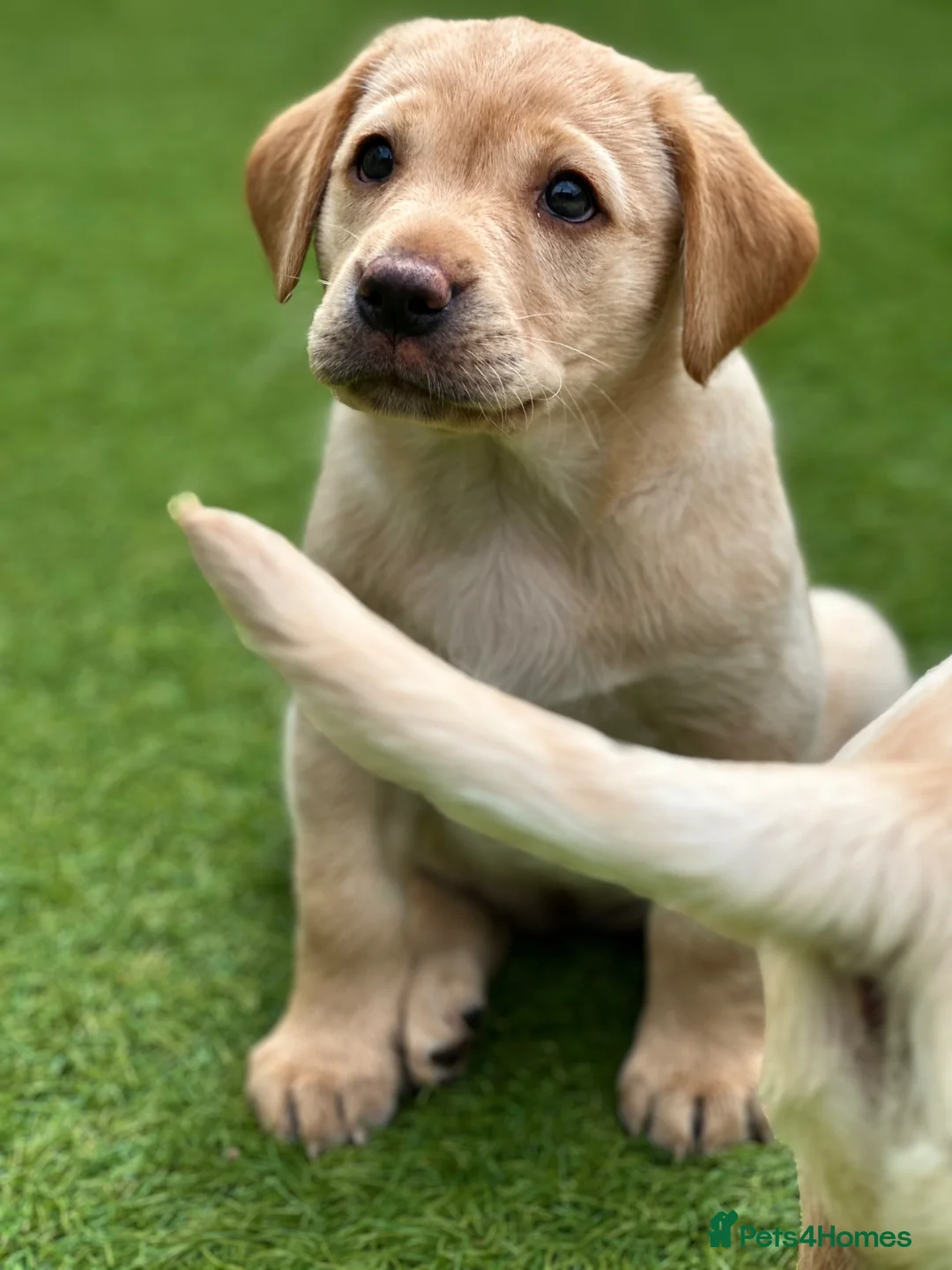 Labrador Retriever dogs for sale: KC Registered Yellow Labrador Bitch Puppy in Trowbridge - Advert 2