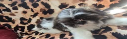 Shih Tzu dogs for sale: 4 shit tzu puppy's  - Advert 10