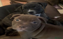 Staffordshire Bull Terrier dogs for sale: Staffordshire/American Staffordshire pups in Harrow - Image 34