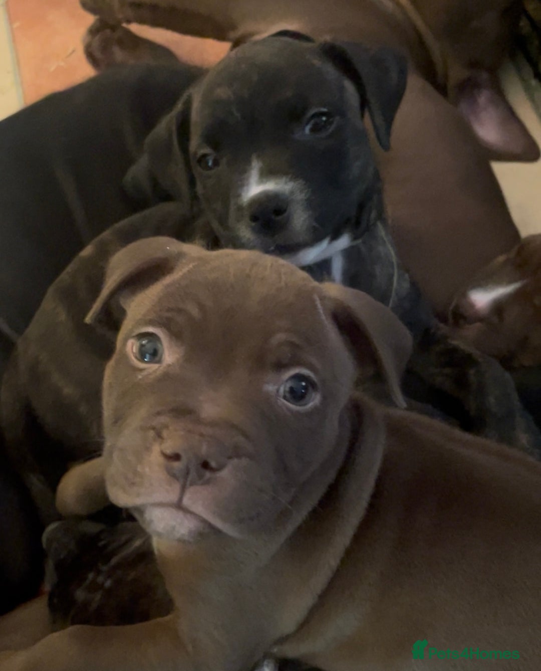 Staffordshire Bull Terrier dogs for sale: Staffordshire/American Staffordshire pups in Harrow - Image 34