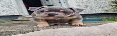 American Bully 2