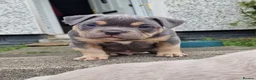 American Bully dogs for sale: Pocketbully puppy  - Advert 32