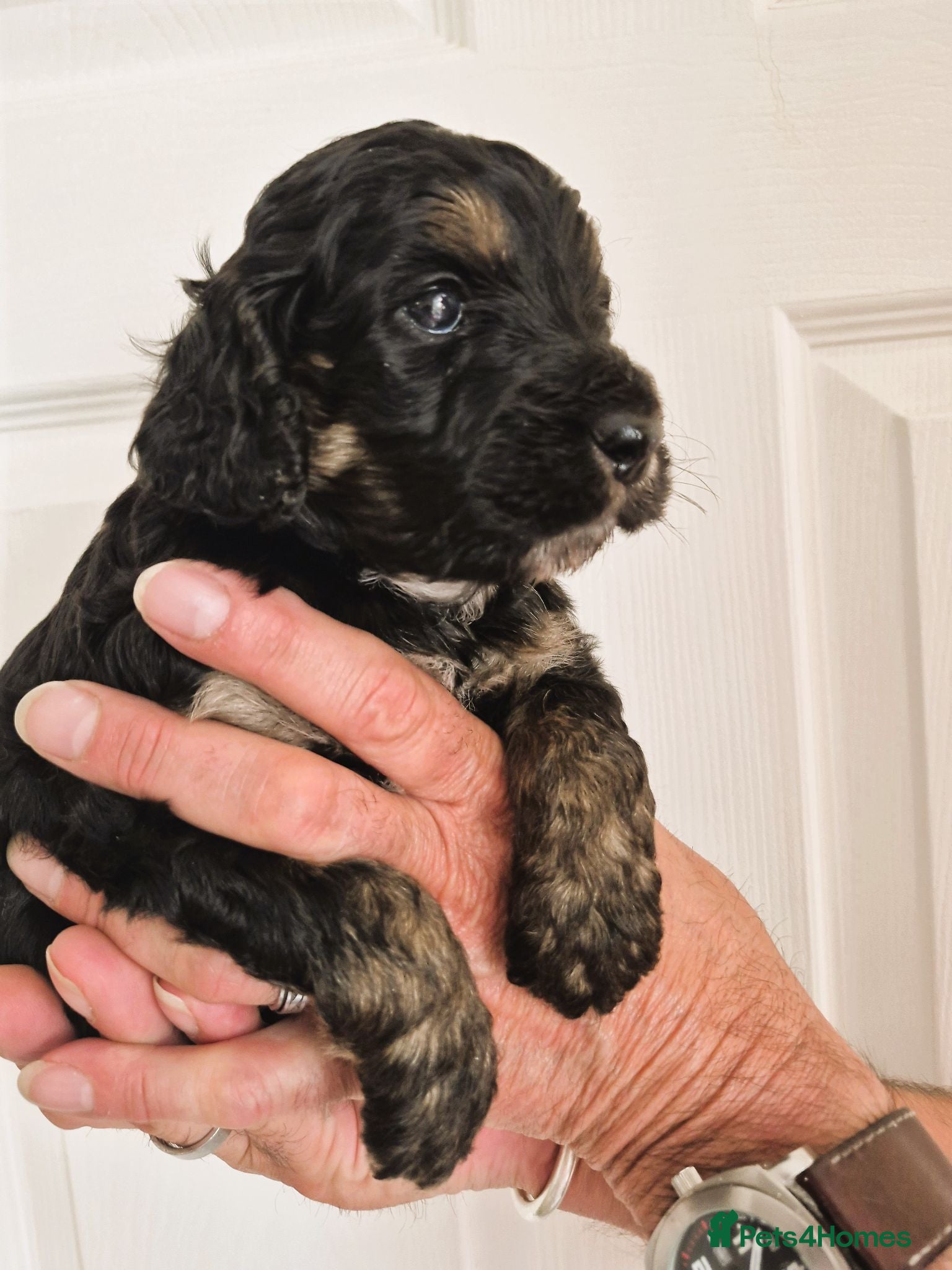Cockapoo dogs F1 VET checked healthy cockapoos - Ready  - Advert 12