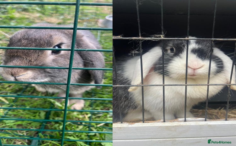 Mini Lop rabbits - Advert 11
