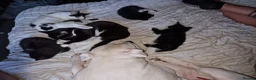 British Shorthair cats for sale: Super friendly kittens. Used to dogs and children  in Leighton Buzzard - Advert 4