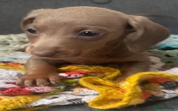 Dachshund dogs for sale: Miniature dachshund puppies  - Image 14