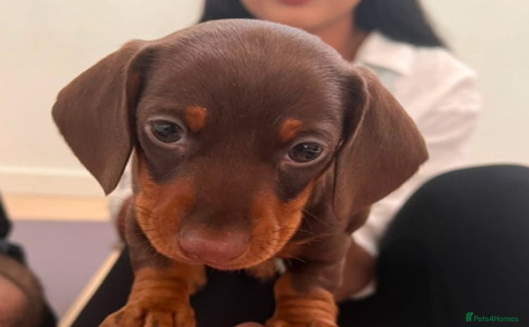 Miniature Dachshund dogs - Advert 16