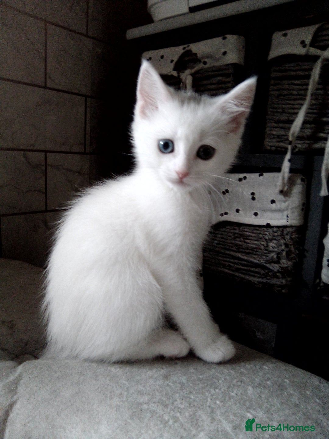 Scottish Fold cats for sale: ready to leave!!two cutie Scottish fold girls  - Image 3