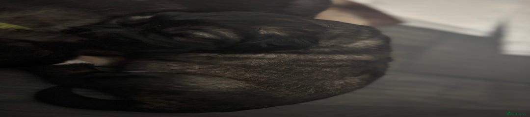 Caucasian Shepherd Dog Puppy Blue 