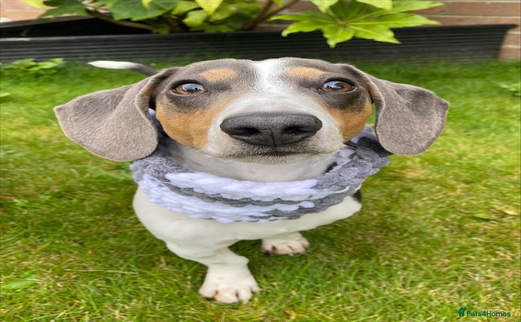 Miniature Dachshund dogs - Advert 3