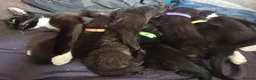 Mixed Breed cats for sale: Cute kittens wanting a loving home in 3 weeks - Advert 4