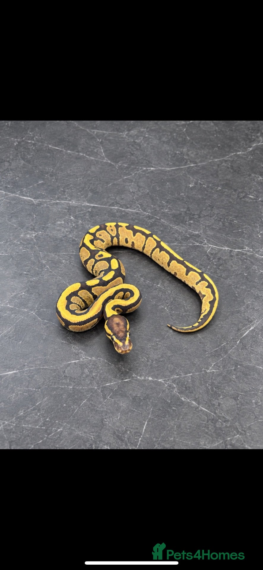 Python Snake reptiles Updated - Hatchling Ball Pythons.  - Advert 2