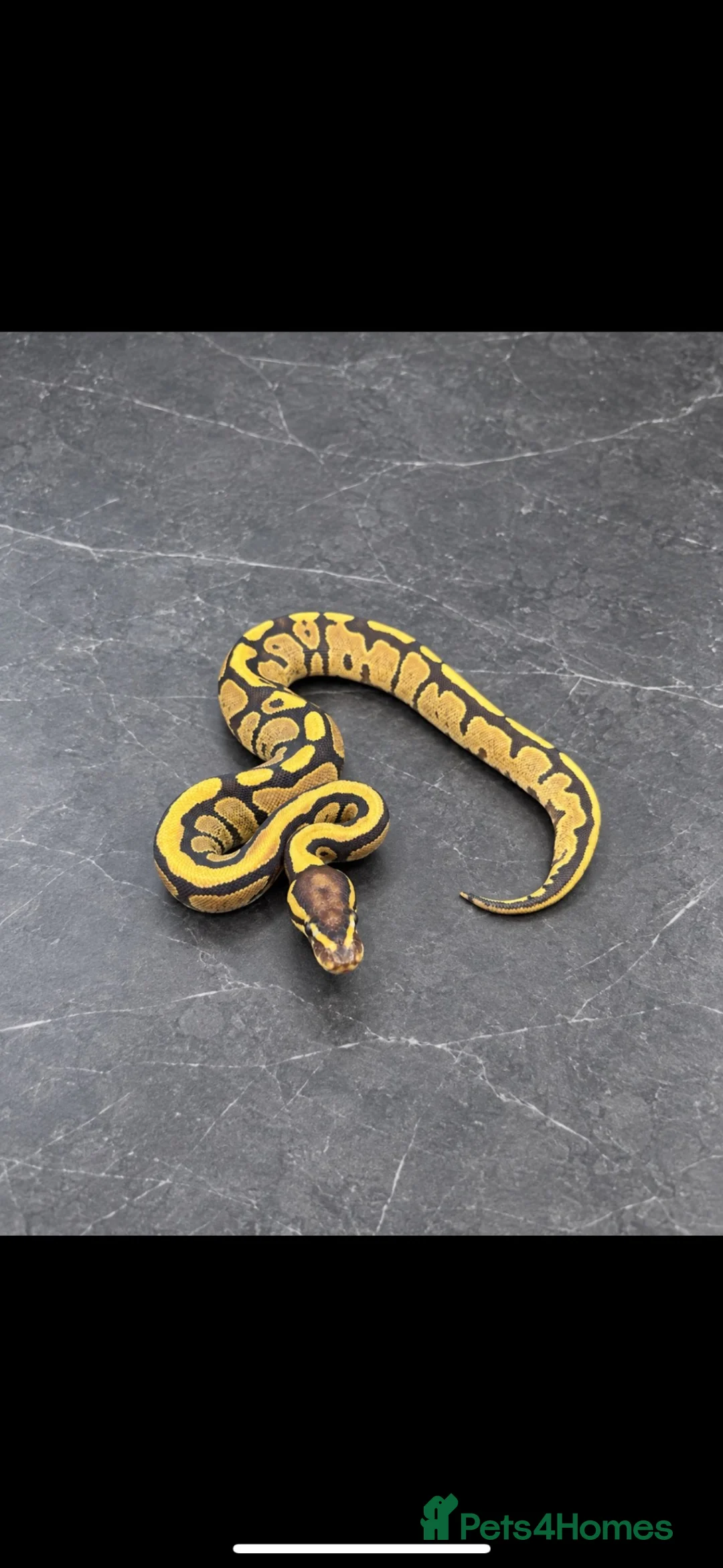 Python Snake reptiles for sale: UPDATED - Hatchling Ball Pythons.  - Advert 1