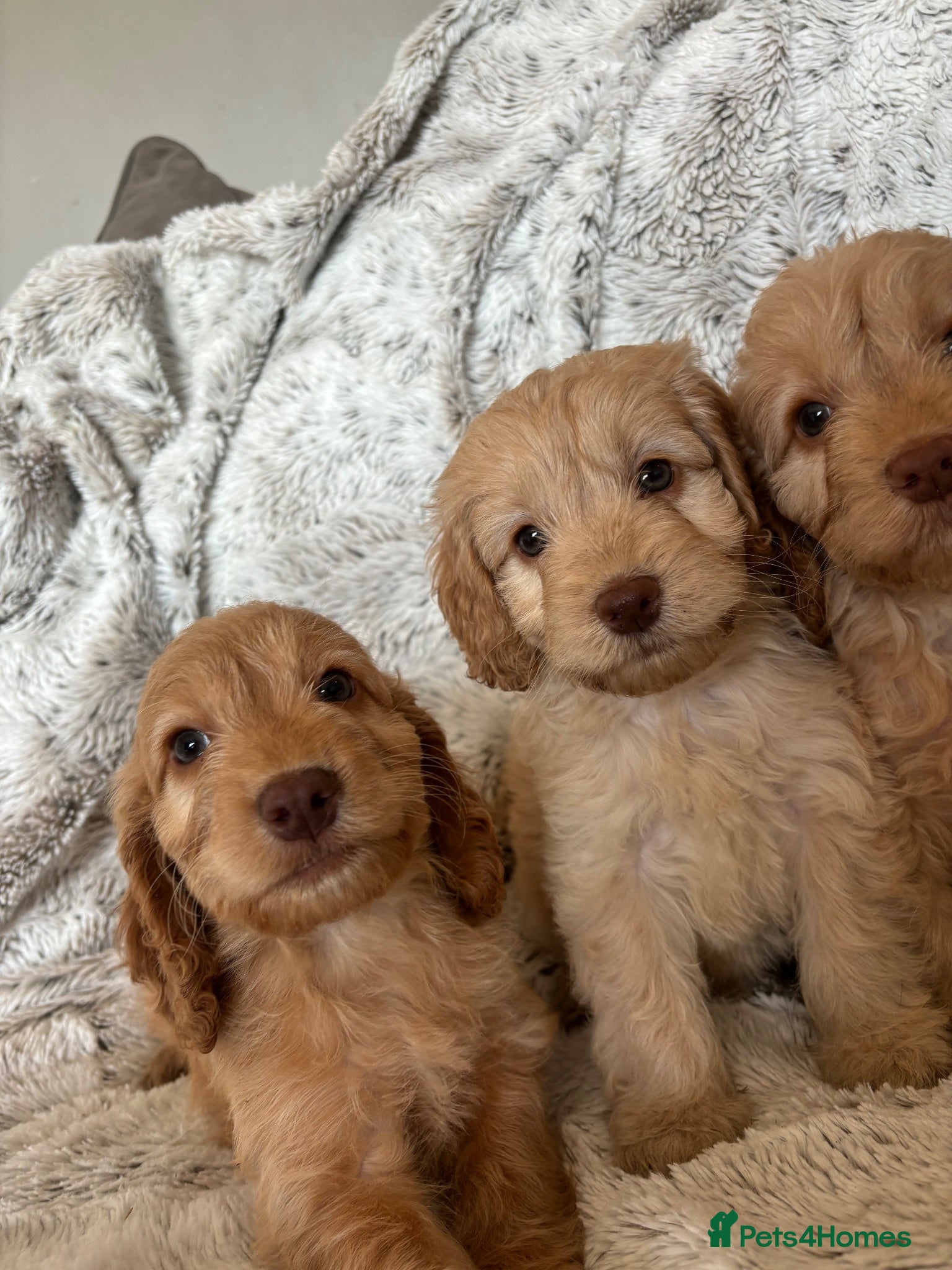 Cockapoo dogs 3 beautiful apricot Cockapoo puppies - Advert 5