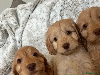 Cockapoo dogs 3 beautiful apricot Cockapoo puppies - Advert 5