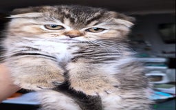 Scottish Fold cats for sale: 💙🩷LAST 2 SCOTTISH KITTENS ✅️TICA reg - Image 22