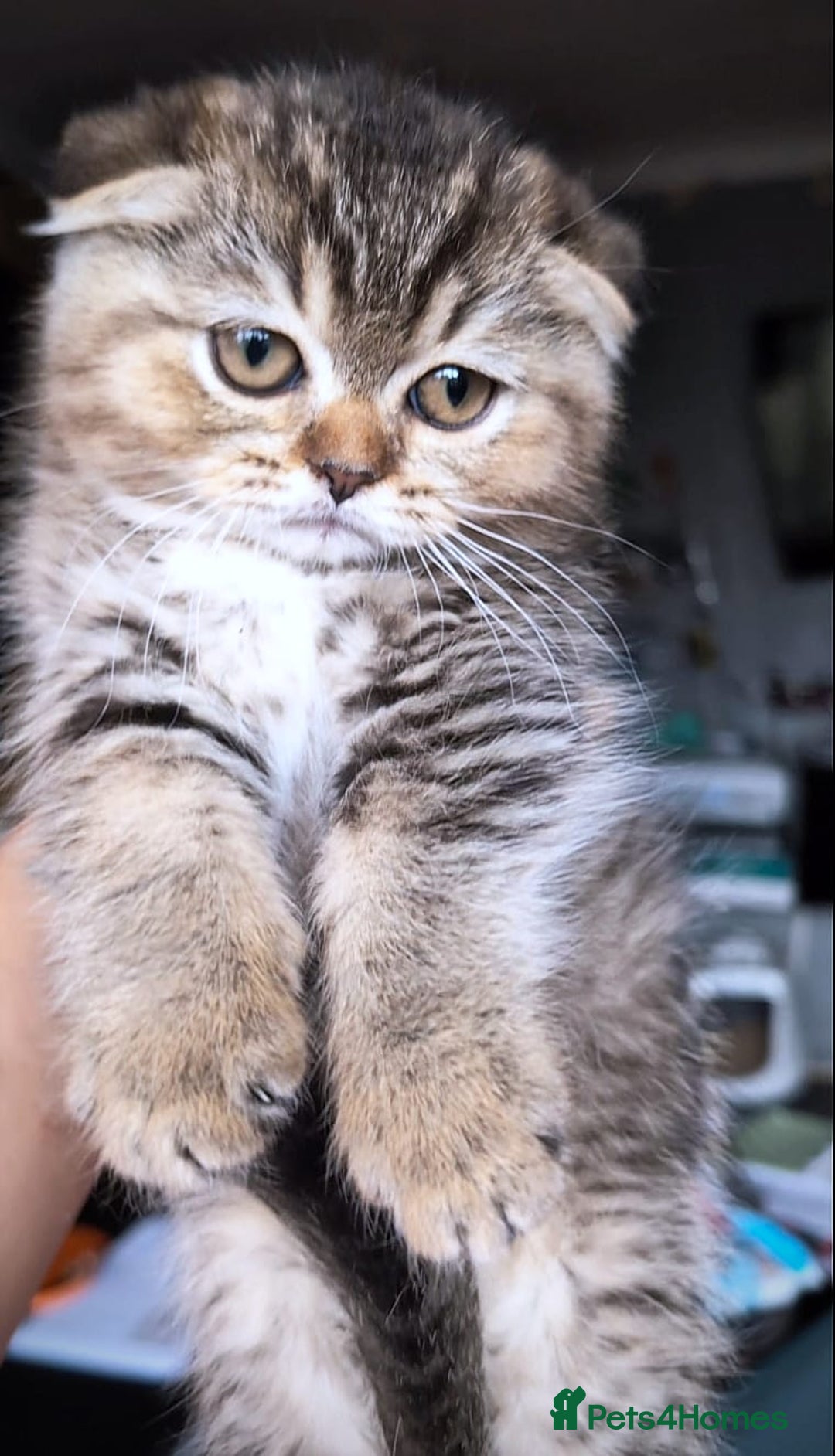 Scottish Fold cats for sale: 💙🩷LAST 2 SCOTTISH KITTENS ✅️TICA reg - Image 22