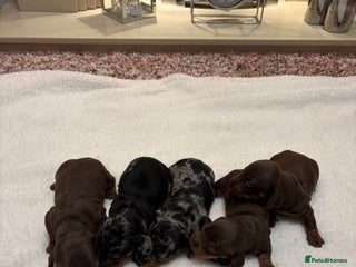 Miniature Dachshund dogs Rainbow minture dacshund babies - Advert 9