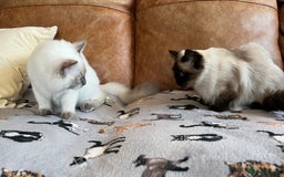 Ragdoll cats for sale: ADORABLE RAGDOLL KITTEN CHAMPIONLINE - Image 17
