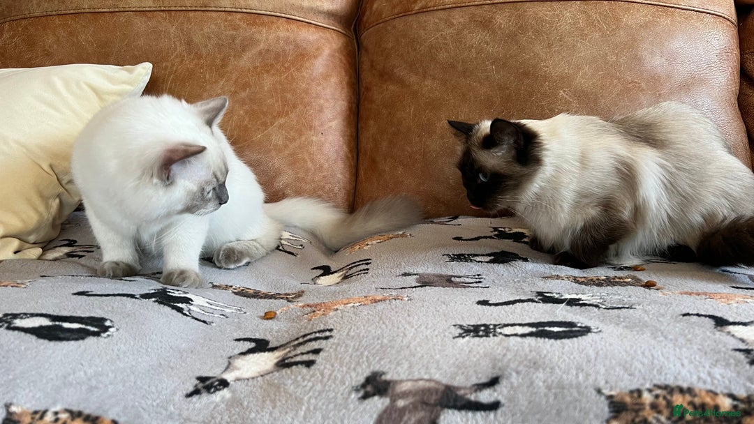 Ragdoll cats for sale: ADORABLE RAGDOLL KITTEN CHAMPIONLINE - Image 17