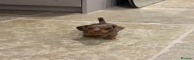 Miniature Dachshund 1