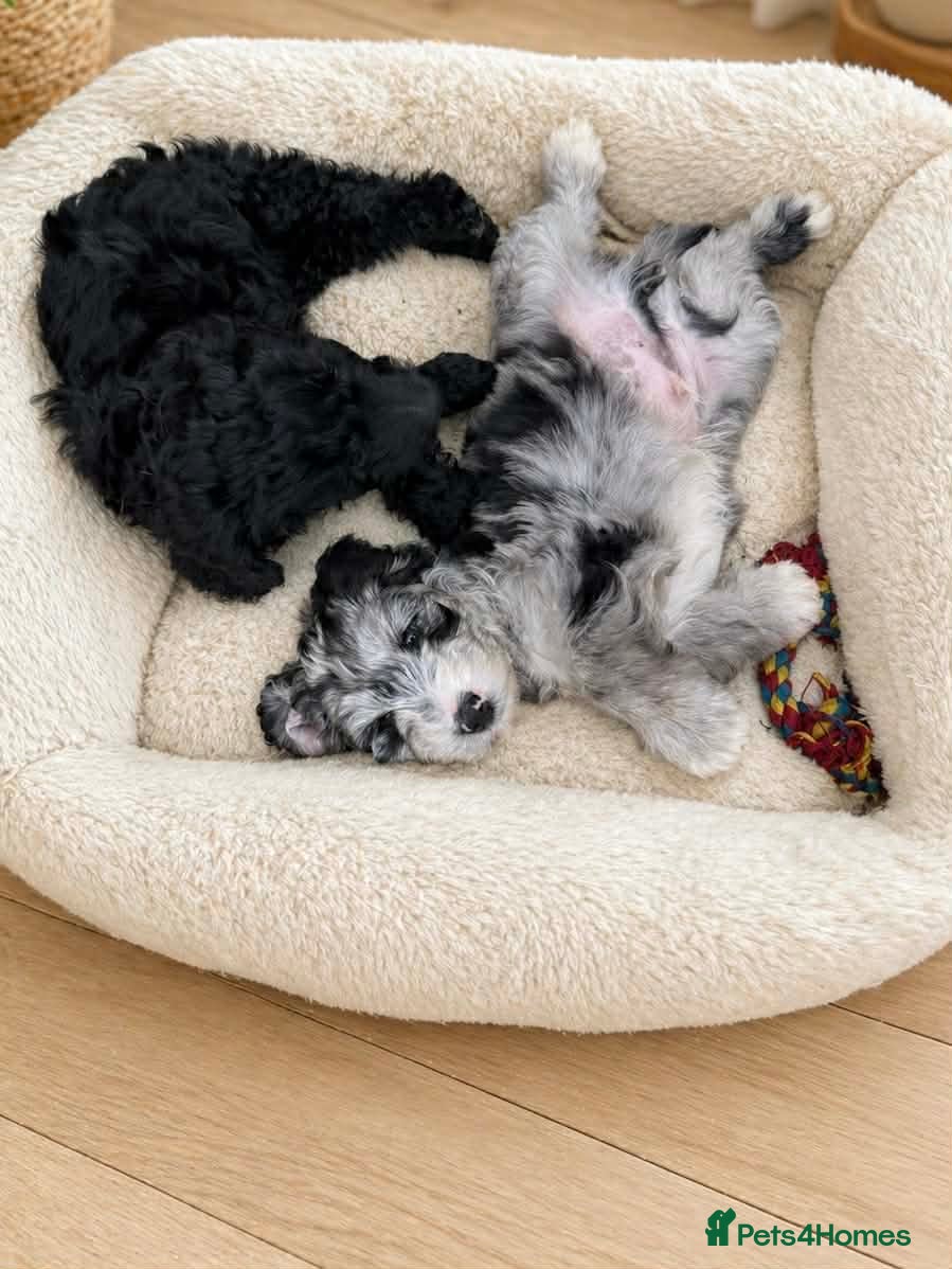 Australian Labradoodle dogs READY 1 girls 2 boy  AUSTRALIAN LABRADOODLE  - Advert 1