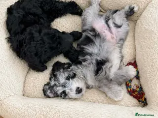 Australian Labradoodle dogs READY 1 girls 2 boy AUSTRALIAN LABRADOODLE - Advert 1