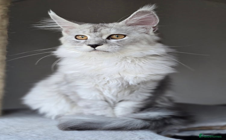 Maine Coon cats - Advert 4