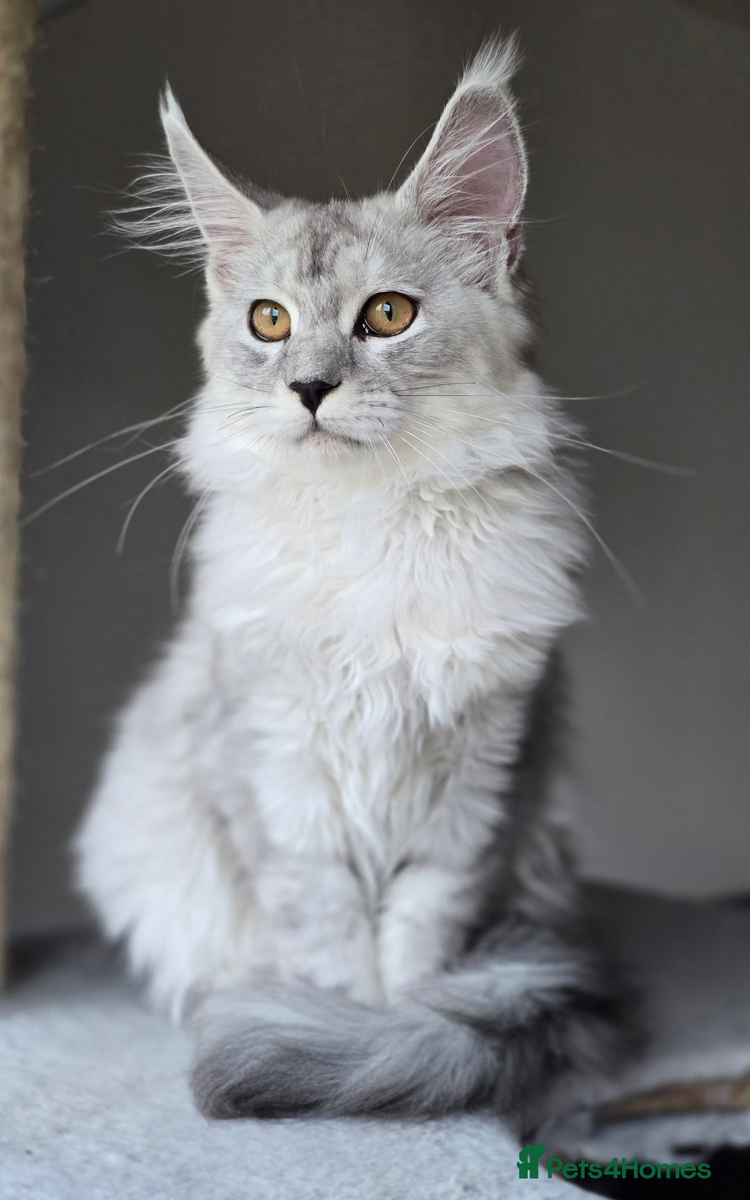 Maine Coon cats for sale: Large Black Silver Shaded Maine Coon kittens  - Image 1