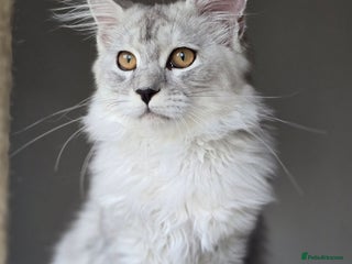 Maine Coon cats - Advert 31