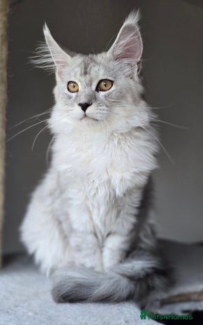 Maine Coon cats - Advert 15