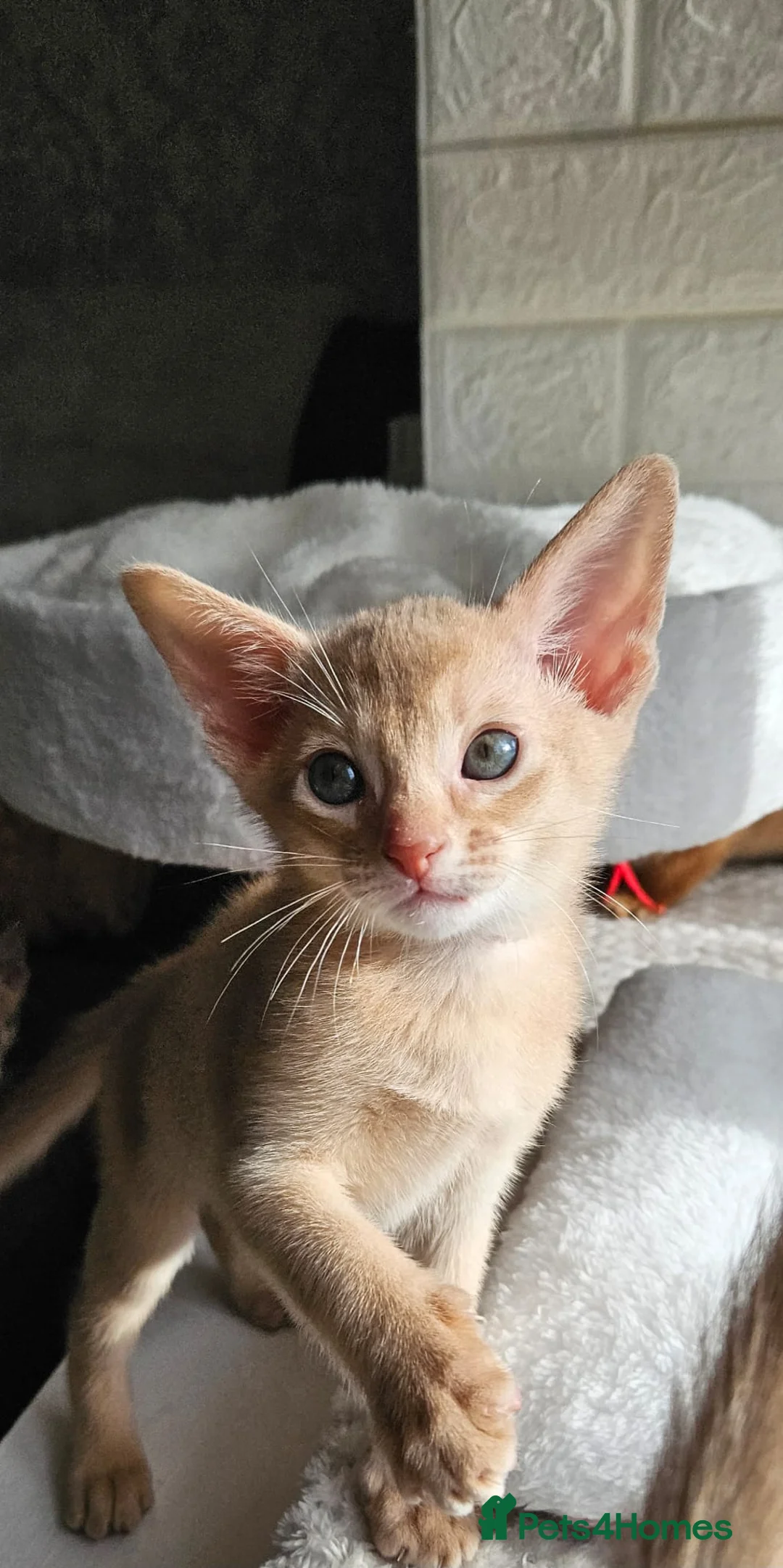 Abyssinian cats for sale: Abyssinian  - Advert 2