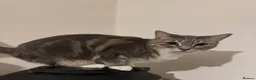 Mixed Breed cats for sale: Grey beautiful cat - Advert 4