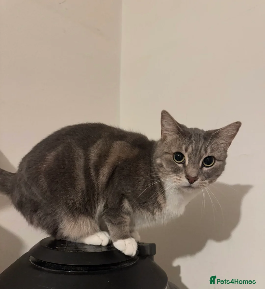 Mixed Breed cats for sale: Grey beautiful cat - Advert 4