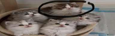 Persian Kitten 2