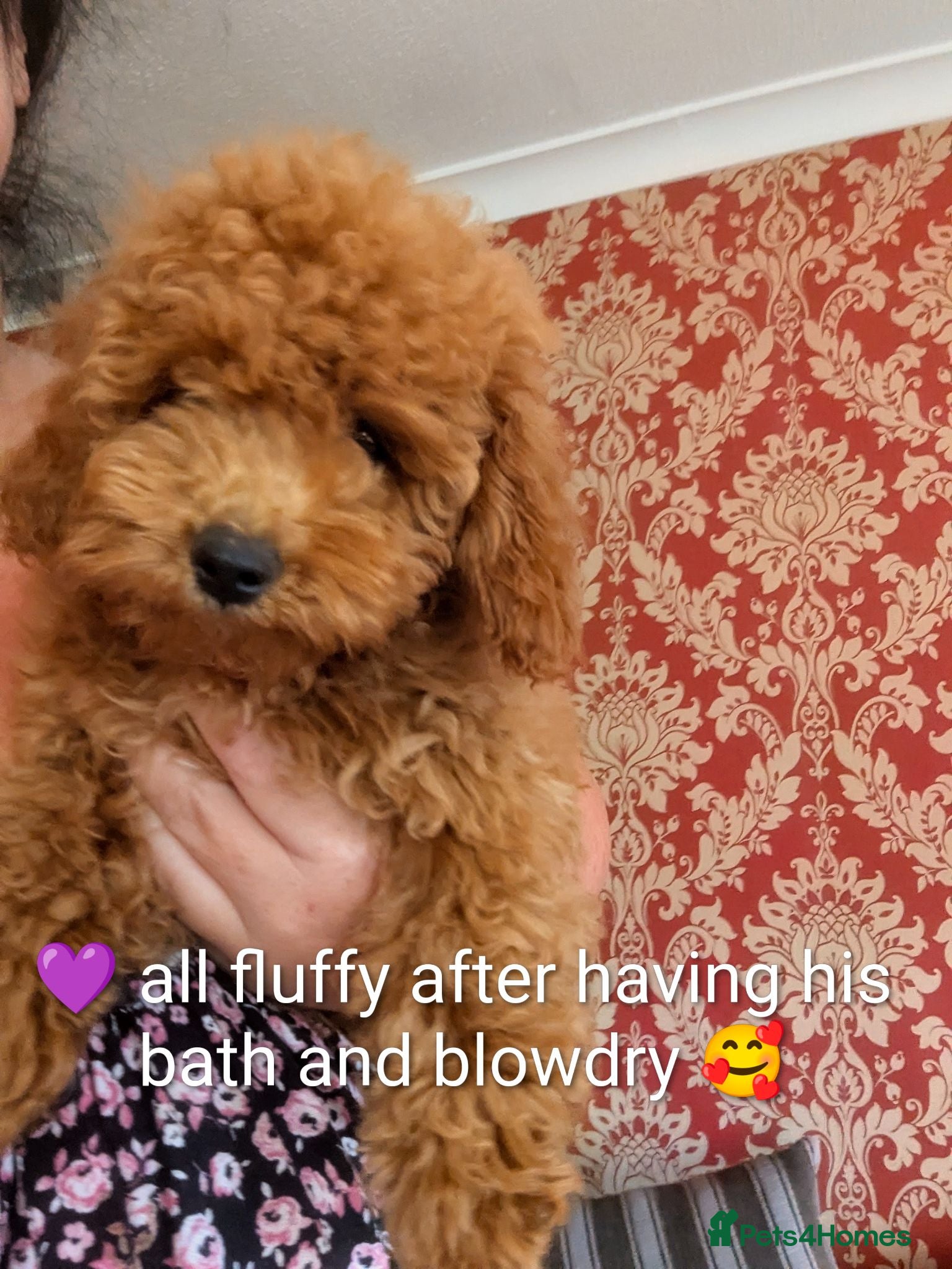 Cavapoo dogs Toy/Small Cavapoo Puppies – Ready 🐾 4💙 2🩷 - Advert 7