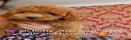 Cavapoo dogs for sale: *Reduced* toy Cavapoo Puppies – Ready 🐾 4💙 2🩷 - Advert 3
