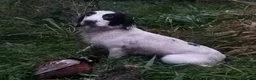Sprocker dogs for sale: 5* F1 Sprocker puppies - Advert 7