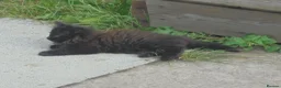 Mixed Breed cats for sale: Black/white kittens want new home - Advert 2