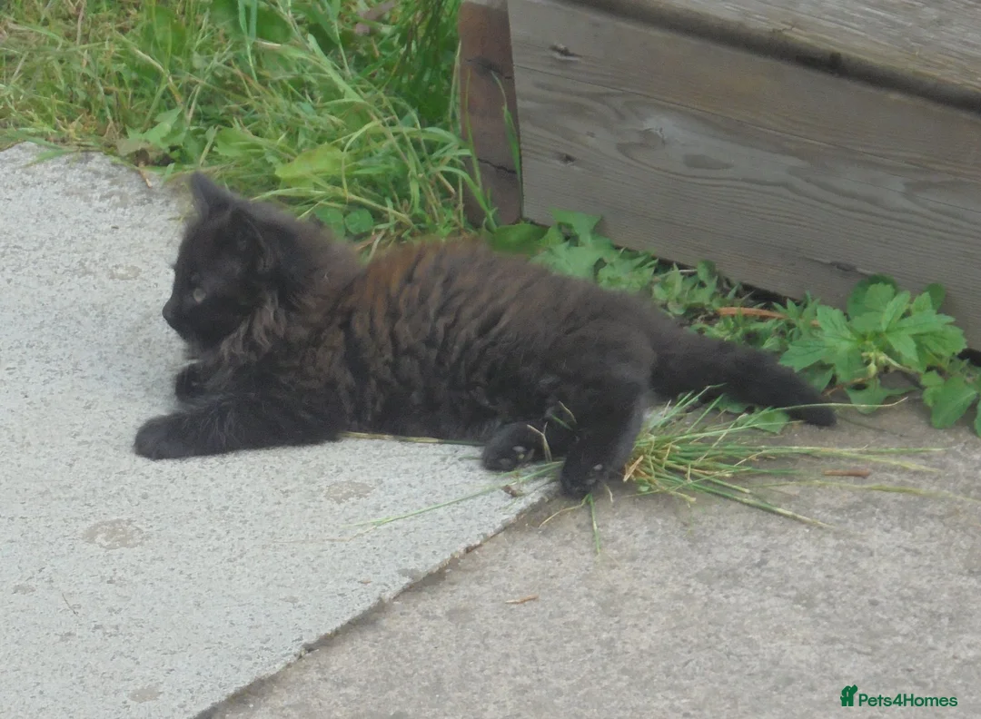 Mixed Breed cats for sale: Black/white kittens want new home - Advert 2