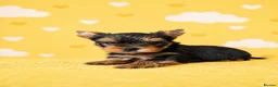 Yorkshire Terrier dogs for sale: ✨🐾 Outstanding Show Quality KC Yorkie Puppies 🐾✨ - Advert 14