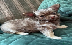 Chihuahua dogs for sale: Gorgeous Fluffy Chihuahua Puppy - Image 1