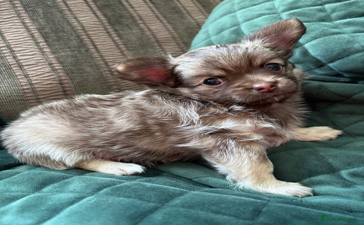 Chihuahua dogs for sale - Advert 1