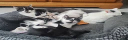 Mixed Breed cats for sale: 5 beautifull kittens  - Advert 7