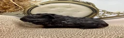 Guinea Pig rodents for sale: Gorgeous Female Guinea pigs for sale  - Advert 3